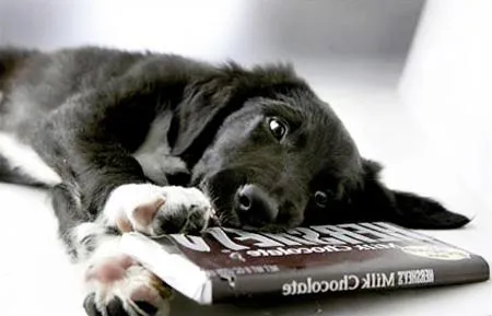 Шоколад ядовит для собак Фото.