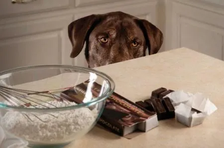 Шоколад не допускается на фотографиях собак