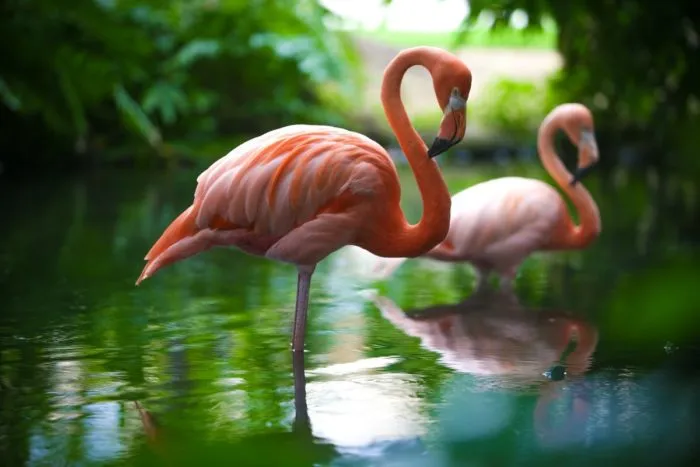 Самка и самец фламинго