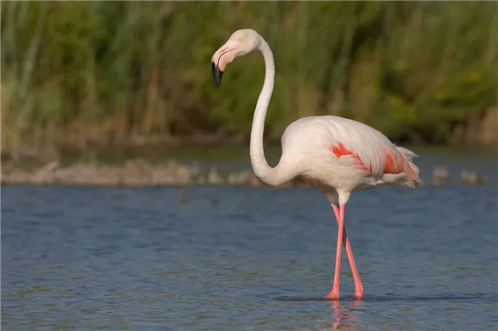 Фотографии птенцов фламинго