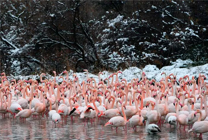 Фламинго живут в разных условиях.