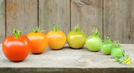 Стадии созревания томатов