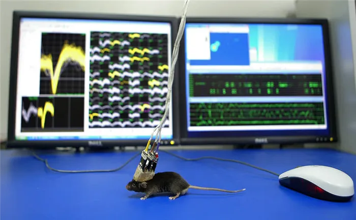 Нидерландские ученые обнаружили в мозге крыс эмоциональные зеркальные нейроны, которые активны при ощущении боли