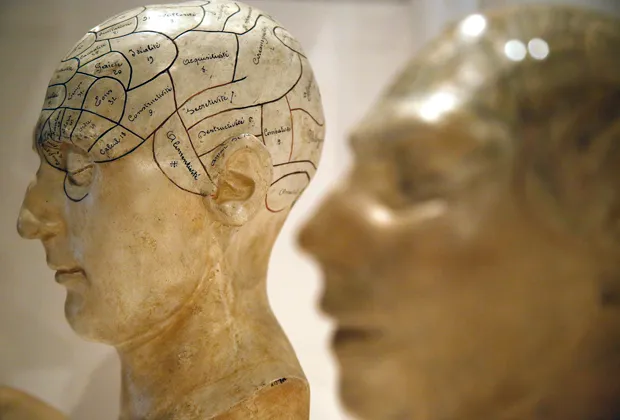 Френологические модели головы показывают различные участки мозга на выставке в Wellcome Collection в Лондоне