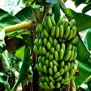 Общая характеристика банана