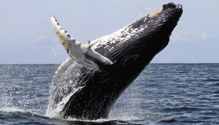 Синий кит – самое большое животное на планете