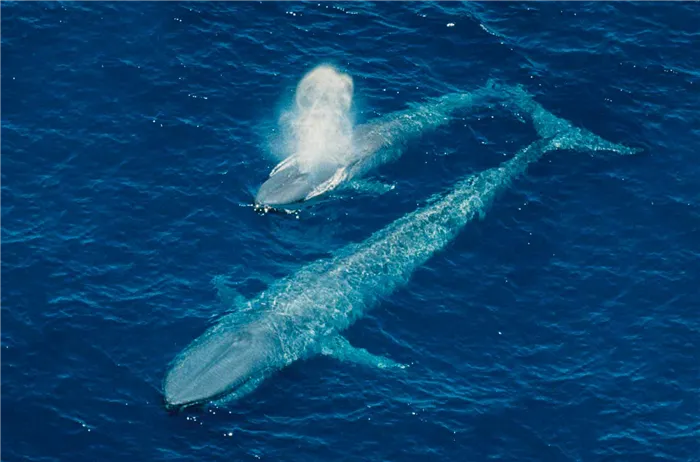 Детеныши синего кита