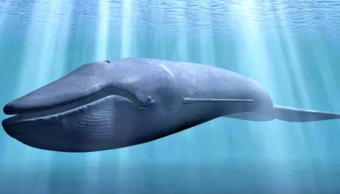 Синий кит в океане