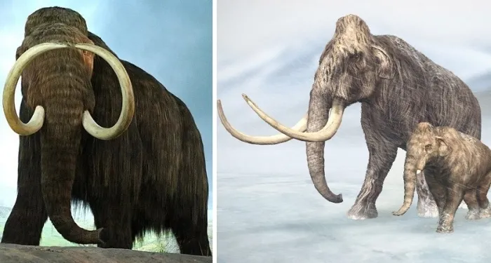 Мамонты были самыми крупными наземными млекопитающими последнего ледникового периода.