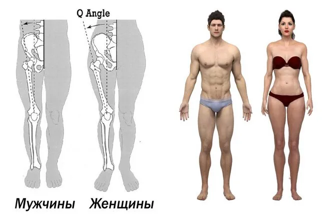 Женщины, как правило, имеют более широкие бедра. Верхние части бедер, как правило, расположены под таким углом, что они находятся дальше друг от друга в области бедра и уже в области колена. В то время как мужские ноги сближены для максимального равновесия, женские ноги раздвинуты для рождения ребенка.