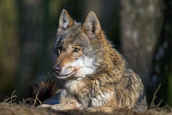 Семейство собачьих-серый волк