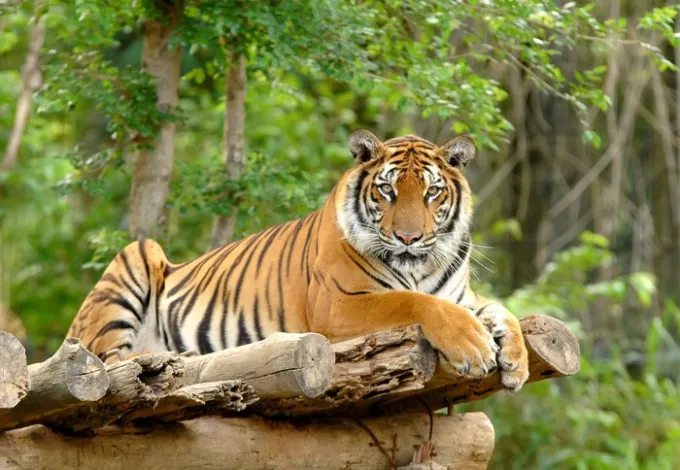 Какие тигры водятся в Индии