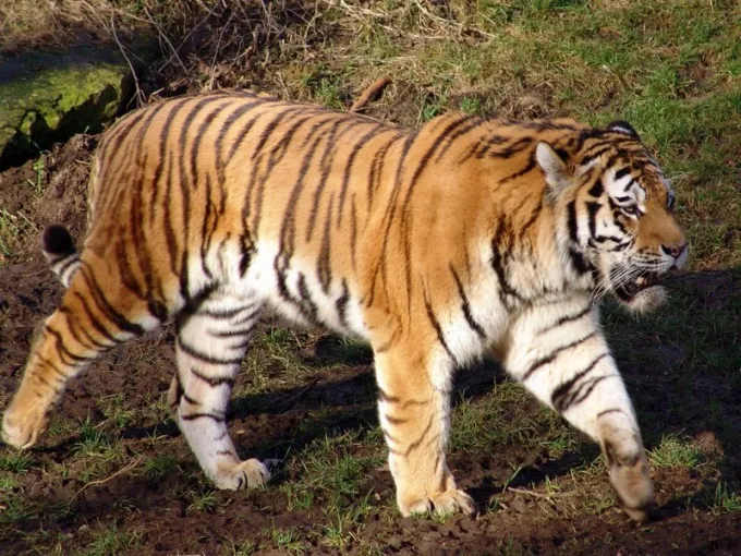 всего видов тигров