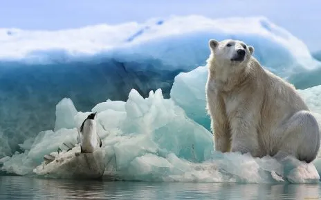 Пингвин и белый медведь