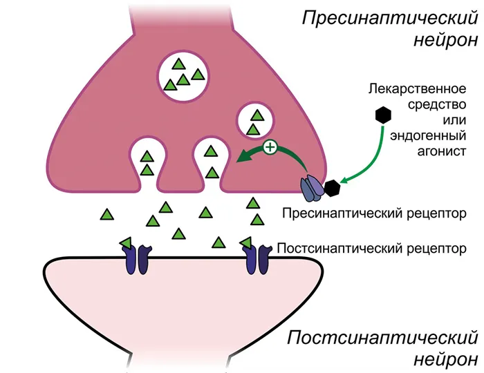 Регуляция высвобождения нейромедиатора пресинаптическими рецепторами