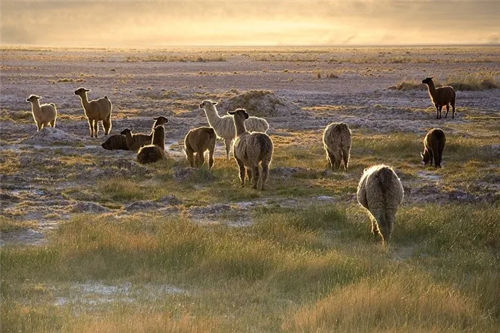 Ламы в самой сухой пустыне
