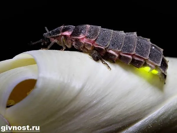 Светлячок-насекомое-Образ-жизни-и-среда-обитания-светлячка-6