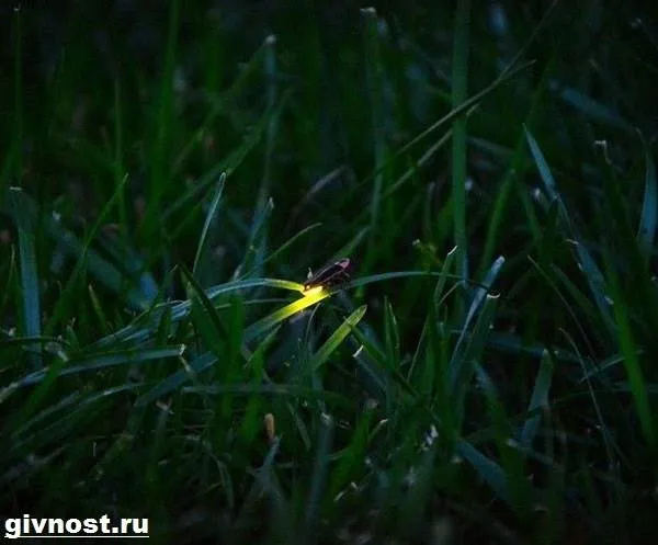 Светлячок-насекомое-Образ-жизни-и-среда-обитания-светлячка-10