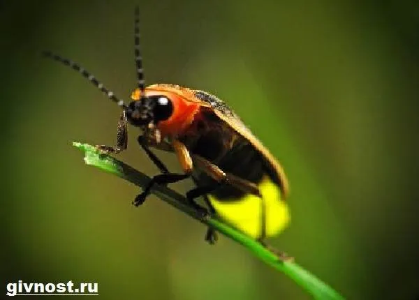 Светлячок-насекомое-Образ-жизни-и-среда-обитания-светлячка-1