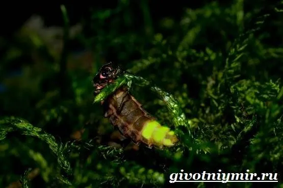 Светлячок-насекомое-Образ-жизни-и-среда-обитания-светлячка-4