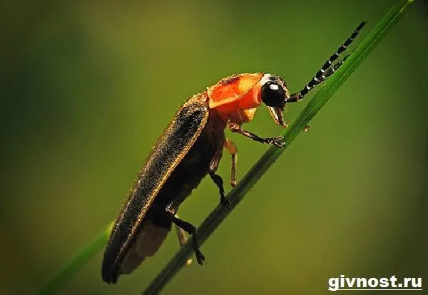 Светлячок-насекомое-Образ-жизни-и-среда-обитания-светлячка-2