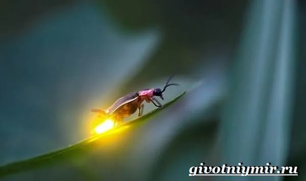 Светлячок-насекомое-Образ-жизни-и-среда-обитания-светлячка-1