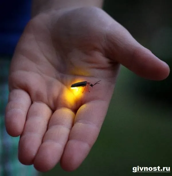 Светлячок-насекомое-Образ-жизни-и-среда-обитания-светлячка-5