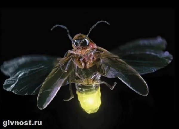 Светлячок-насекомое-Образ-жизни-и-среда-обитания-светлячка-8