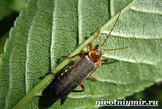 Светлячок-насекомое-Образ-жизни-и-среда-обитания-светлячка-3
