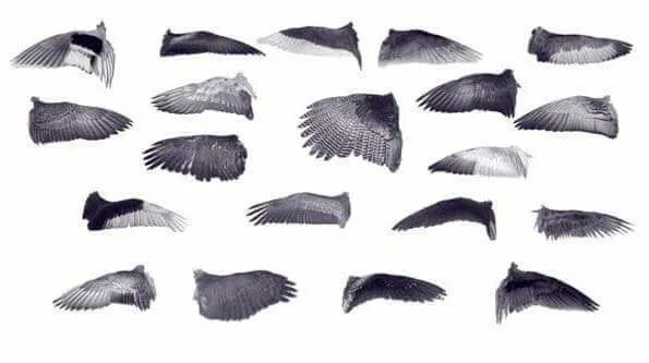 Форма крыльев птиц