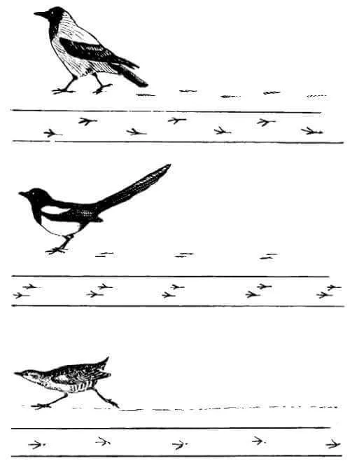 Передвижение птиц